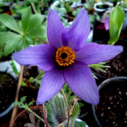 Pulsatilla vulgaris 'Bells Violet' - Harilik karukell 'Bells Violet' 